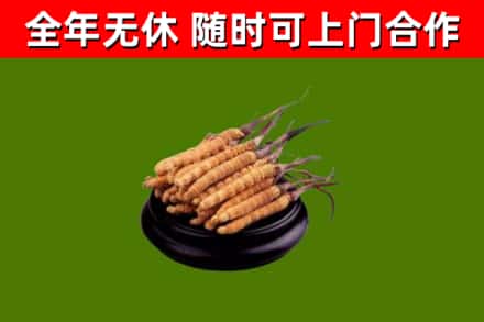 商南烟酒回收冬虫夏草.jpg